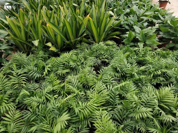 養(yǎng)綠植的好處有哪些？