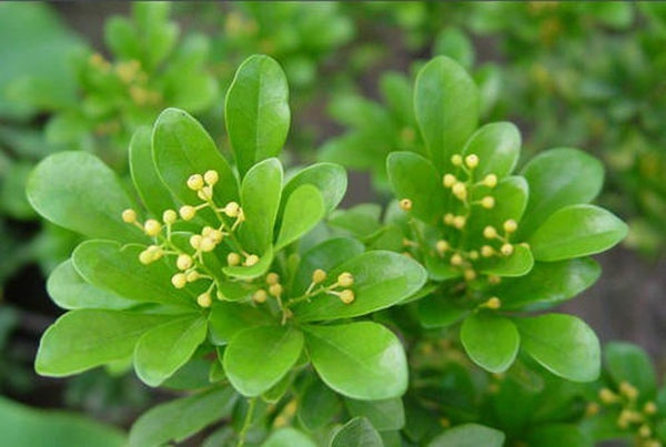 濟(jì)寧大型花卉批發(fā)市場(chǎng)，兗州興隆花卉大市場(chǎng)，霜降節(jié)氣寄語(yǔ)