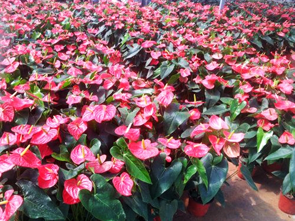 濟(jì)寧比較大的花卉批發(fā)市場(chǎng)在哪里？?jī)贾菖d隆花卉大世界