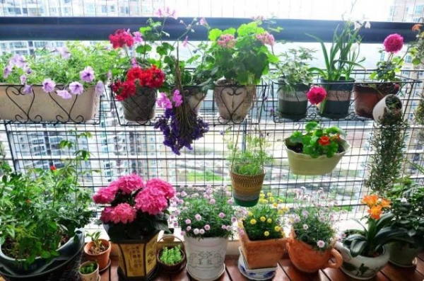 養(yǎng)花的5個(gè)好處，堪比人生財(cái)富，賺大了！